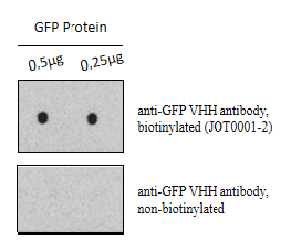 Anti-GFP VHH antibody, biotinylated